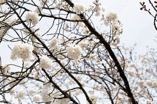 Branches of sakura flowers  cherry blossom
