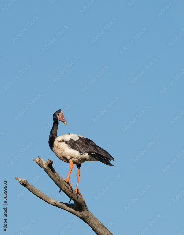 Fototapeta premium magpie goose (anseranas semipalmata ) perching on dead tree in Queensland, Australia.