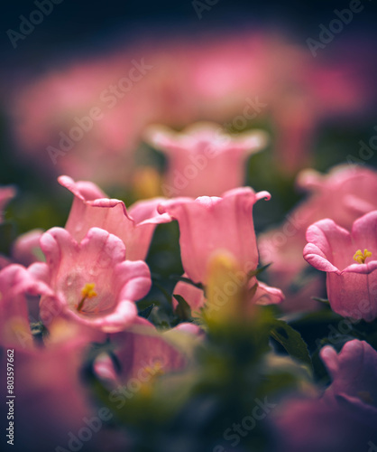 Spring blossom，Nature background or Flower texture