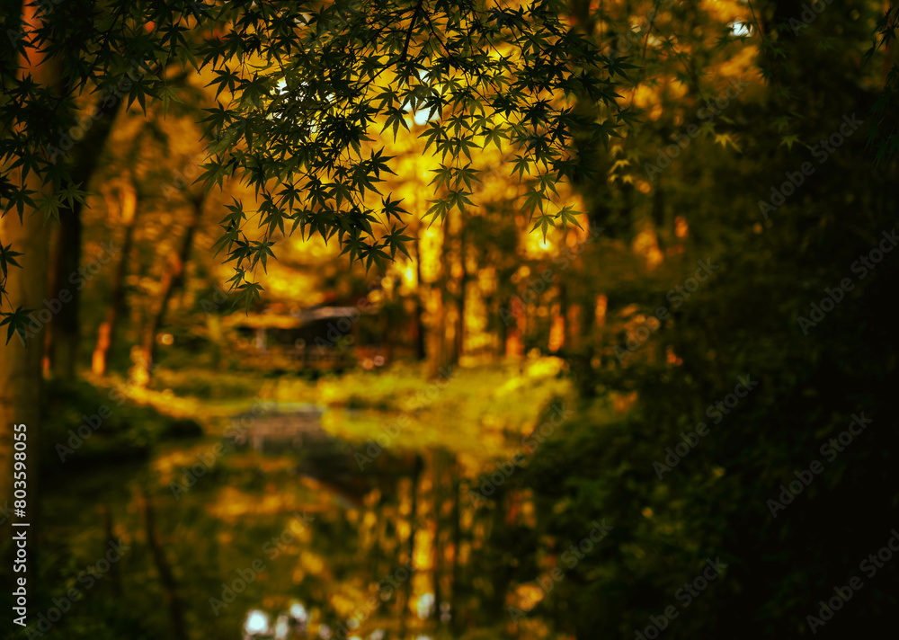 Nature Background with sunlight; Green background Nature Background with sunlight; Green background