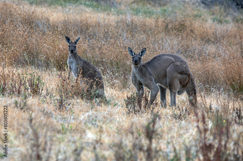 Western Grey Kangaroos (scientific name Macropus Fuliginosus) graze on grassland at Hallet Cove in South Australia, Australia. This species is found across the entire southern part of Australia.
