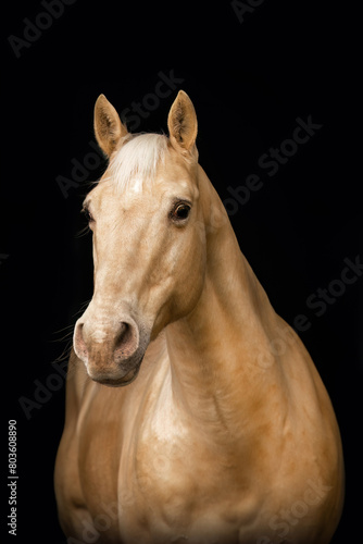 Black shot portrait of a palomino caballo deporte espanol (CDE) horse isolated on black background