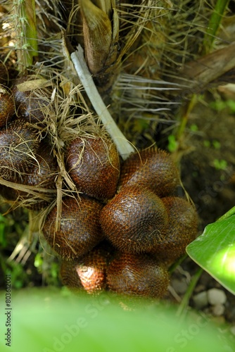 Close up Salacca zalacca or Snakefruit on tree. Almot ripe. salak pondoh photo