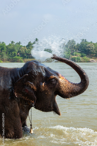 Elephant bathing in the river