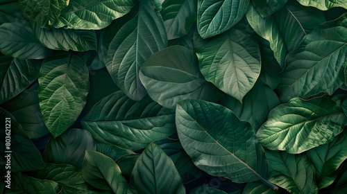 Tropical leaf background