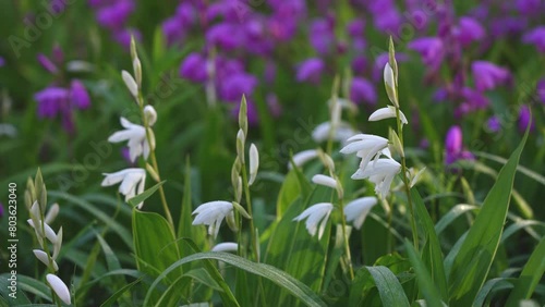 Tokyo, Japan - May 4, 2024:  Closeup of pink and white Bletilla or urn orchid flowers photo