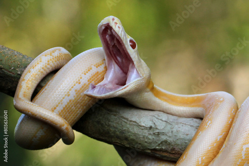 snake, python, albino, a python with its mouth gaping