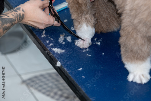 Two and a half year old brown and white Shih Tzu, receiving pet groomed_35. photo