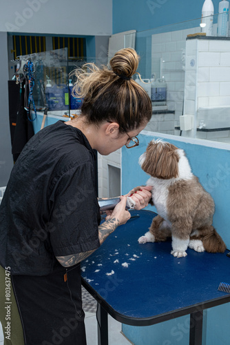 Two and a half year old brown and white Shih Tzu, receiving pet groomed_37. photo