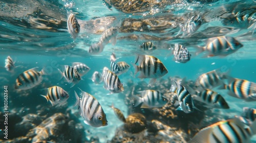 flock of young small school fish under water background ocean