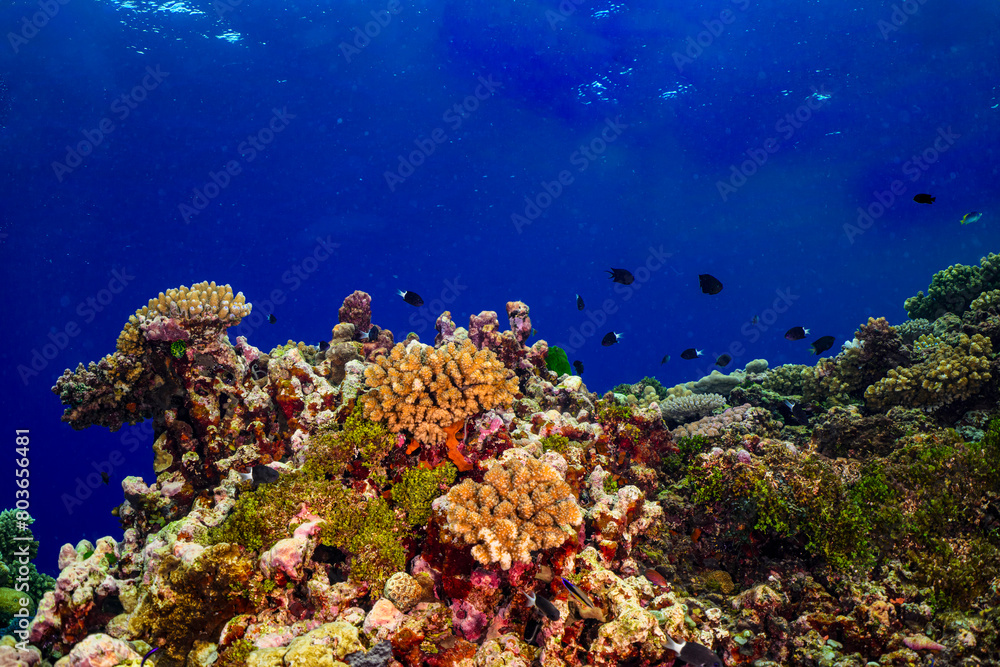 Obraz premium coral reef