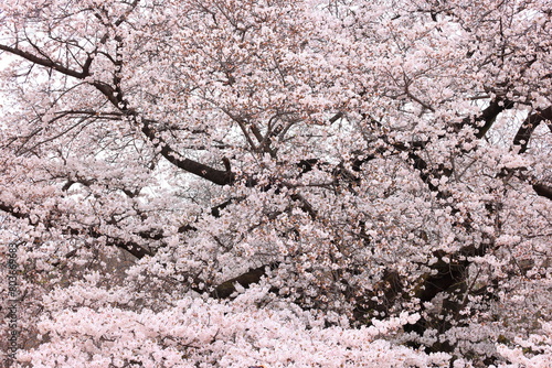 Canvas Print Shinjuku Gyoen National Garden with spring cherry blossom (sakura) in Shinjuku C