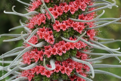 The tiny red flowers of Tower of Jewels, also known with scientific name Echium Wildpretii photo