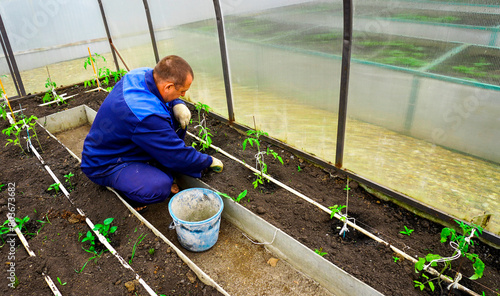 A man works in a greenhouse in early spring, clearing the ground of weeds