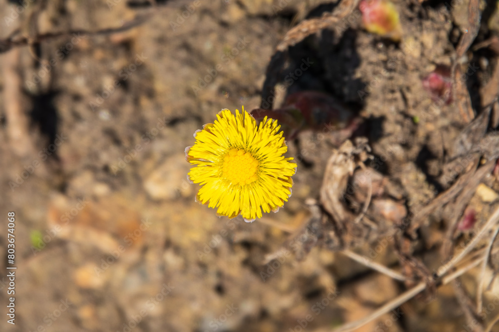 The spring primroses. The bright yellow flowers of coltsfoot in the sunshine. The spring primroses. The bright yellow flowers of coltsfoot in the sunshine.