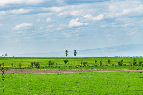 Green field and two poplars on the horizon  cloudy sky. Nature of Kyrgyzstan in spring. Place for text 