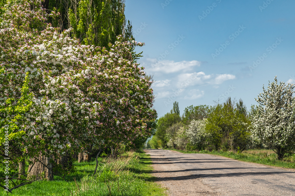 Obraz premium Road with blossoming apple trees with a cloudy sky. Nature of Kyrgyzstan in spring.