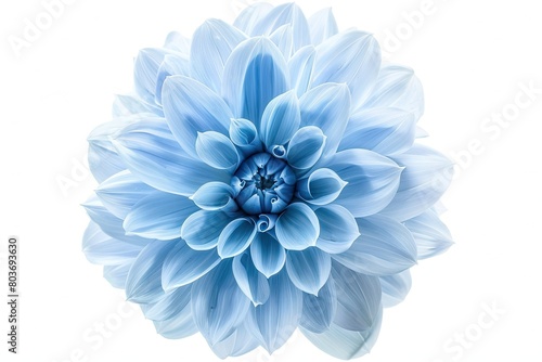 Light blue flower on a white background isolated with clipping path Closeup big shaggy flower for design Dahlia photo