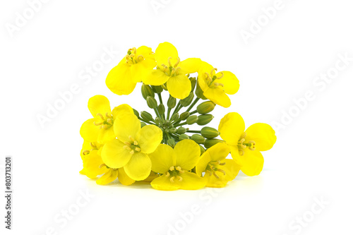 Foto Yellow oilseed rape flowers isolated on white background
