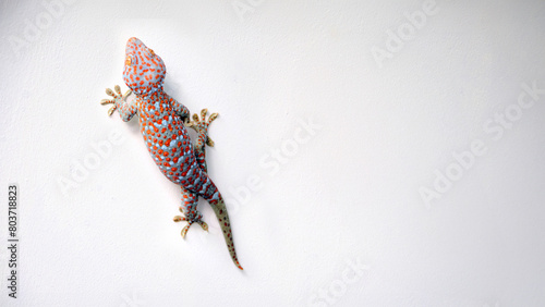 a giant colorful beautiful gekko walking on the white concrete wall with empty copy space
