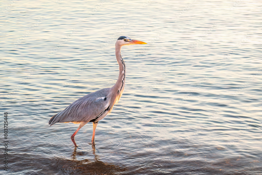 Naklejka premium A heron hunting in the sea. Grey heron on the hunt