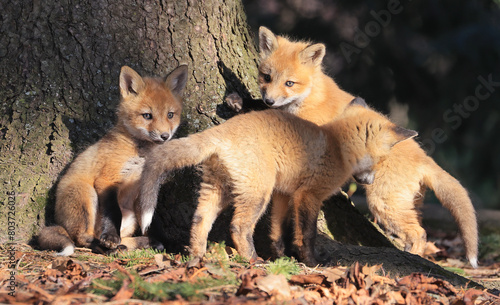 Portrait of young red foxes playing in the forest, Canada