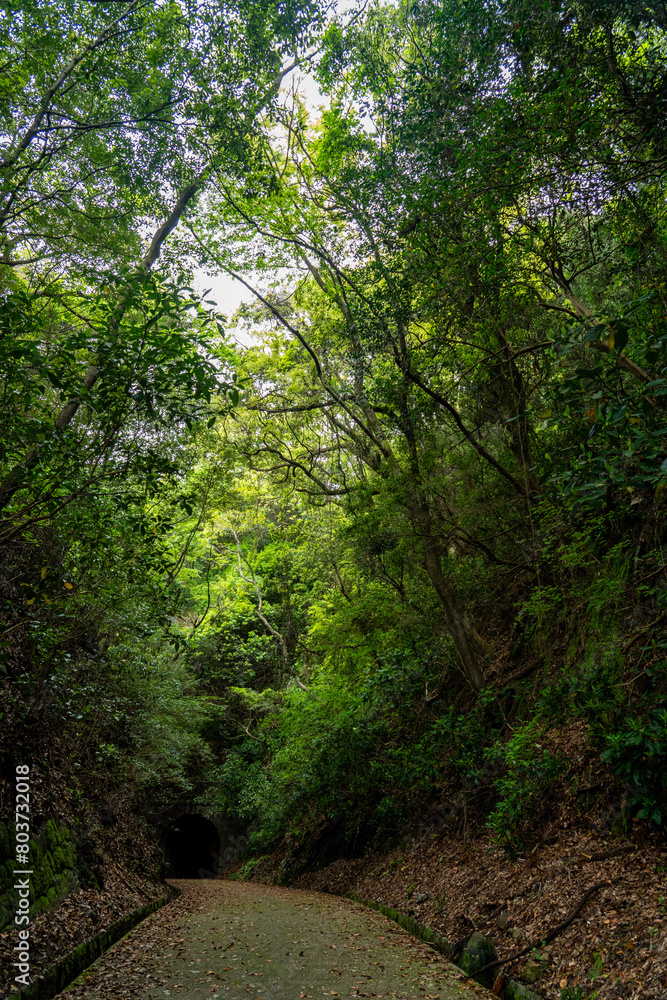 Fototapeta premium 山奥にひっそりたたずむ古いトンネル