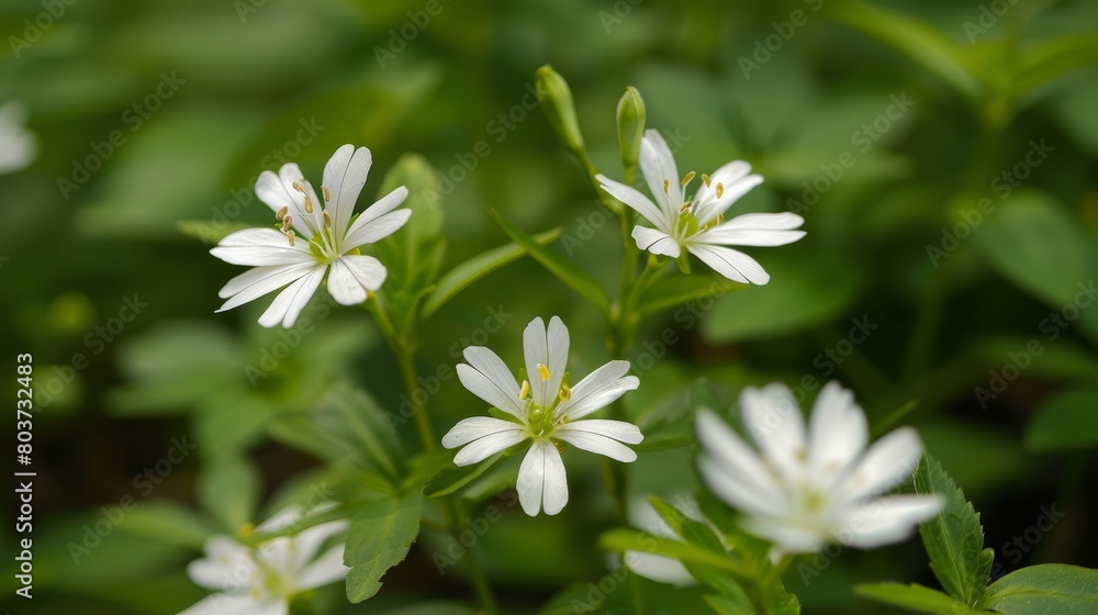 Delicate white flowers in a lush green environment Delicate white flowers in a lush green environment