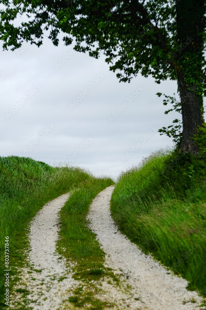 Curved track with overgrown grass and a tree on the side in the French countryside Curved track with overgrown grass and a tree on the side in the French countryside