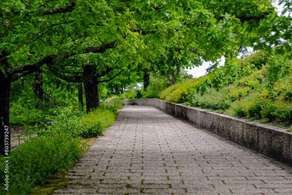 Alley in WW2 German soldiers cemetery in Berneuil , Charente Maritime, France