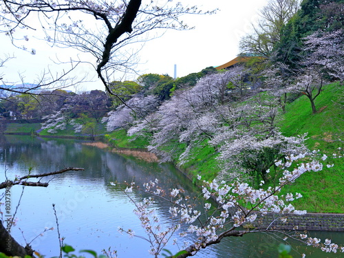 Canvas Print Chidorigafuchi Park with spring cherry blossom (sakura) in Chiyoda City, Tokyo,