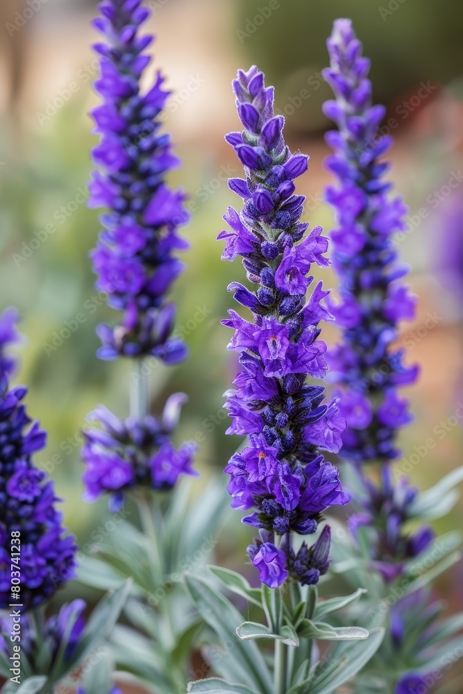 Fototapeta premium Vibrant purple lavender flowers in bloom