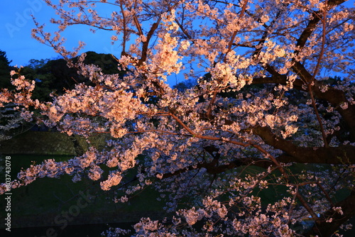 Chidorigafuchi Park with spring cherry blossom (sakura) in Chiyoda City, Tokyo, japan photo