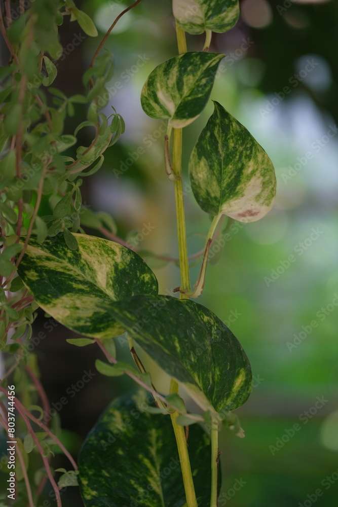 Fototapeta premium Epipremnum aureum is a species in the arum family Araceae. sirih gading. Devil's ivy.