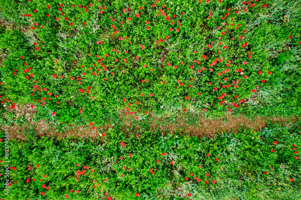 Field of green foliage with poppies, Charente Maritime, France Field of green foliage with poppies, Charente Maritime, France