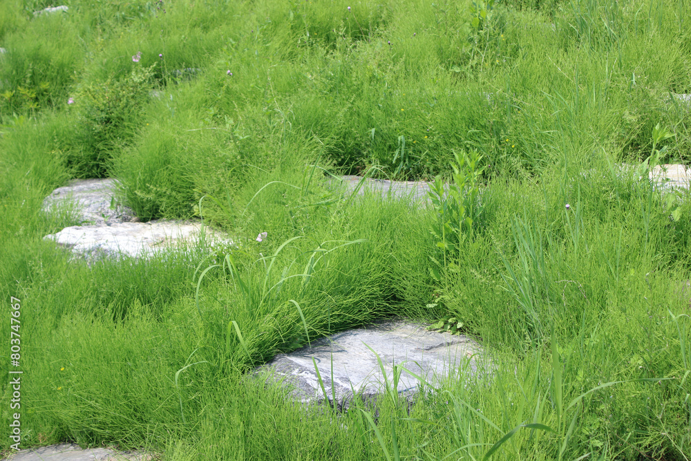 grass hill and stones greenery tranquil scenery of summer grass hill and stones greenery tranquil scenery of summer