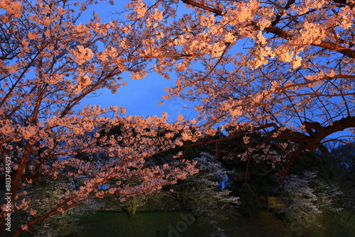 Chidorigafuchi Park with spring cherry blossom  sakura  in Chiyoda City  Tokyo  japan