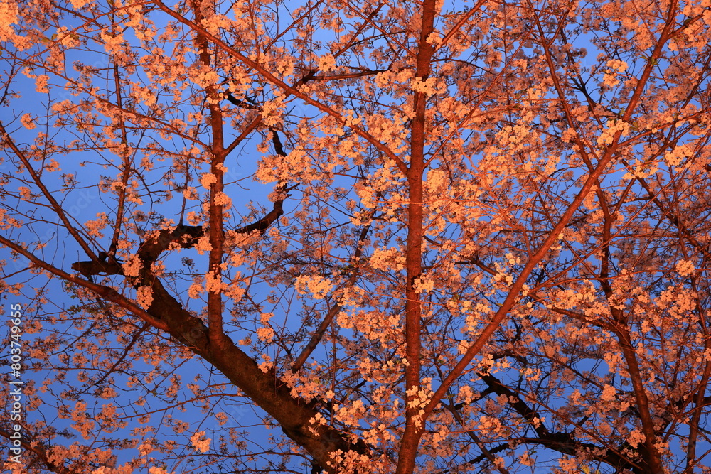 Chidorigafuchi Park with spring cherry blossom (sakura) in Chiyoda City, Tokyo, japan Chidorigafuchi Park with spring cherry blossom (sakura) in Chiyoda City, Tokyo, japan