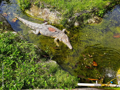 A crocodile in a small river puddle is waiting for its prey, top view.