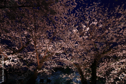 Chidorigafuchi Park with spring cherry blossom (sakura) in Chiyoda City, Tokyo, japan photo