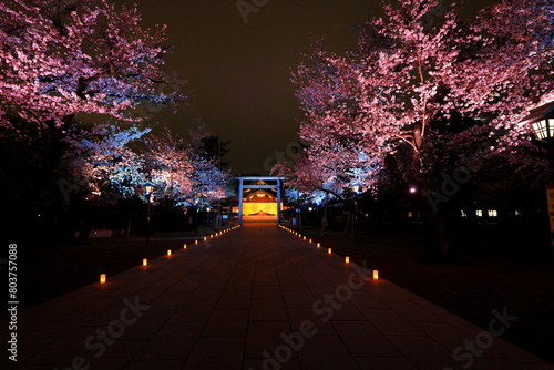 Yasukuni Jinja (Shinto-style shrine) with spring cherry blossom (sakura ) in Chiyoda, Tokyo, Japan photo