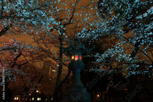 Yasukuni Jinja (Shinto-style shrine) with spring cherry blossom (sakura ) in Chiyoda, Tokyo, Japan photo
