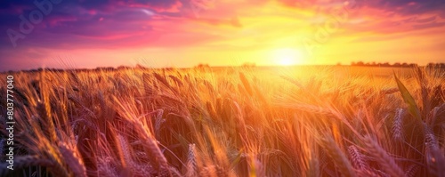 The warm glow of the sunset highlights the beauty and golden hue of the endless wheat field.