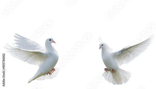 two white pigeons