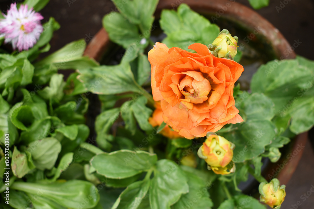 Beautiful orange ranunculus flowers growing in an outdoor flower garden. ranunculus flower closeup, orange blooming flower, rose flower