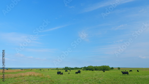 Black cows grazing on a green pasture. Black cow stands on a green meadow and eats grass.