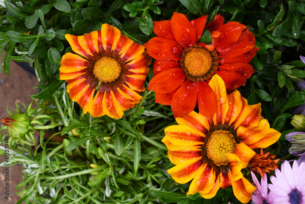 Beautiful bright red Yellow gazania flowers Closeup, Close up of red Yellow Gazania Flowers,Gazania Linearis Flower in garden Beautiful bright red Yellow gazania flowers Closeup, Close up of red Yellow Gazania Flowers,Gazania Linearis Flower in garden
