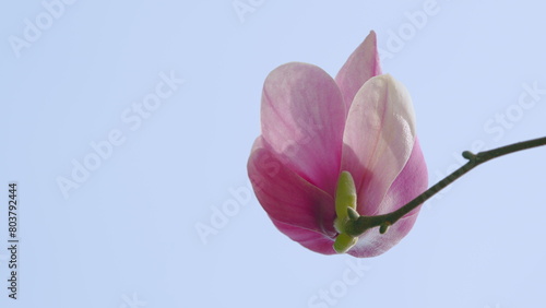 Beautiful Pink Magnolia Flowers On Branches With New Leaves. Saturated Goblet-Shaped Flowers. Close up.