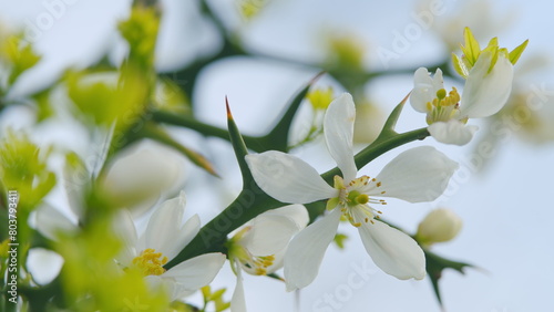 Hardy Orange Or Chinese Bitter Orange. Citrus Trifoliata Or Poncirus Trifoliata. Close up.