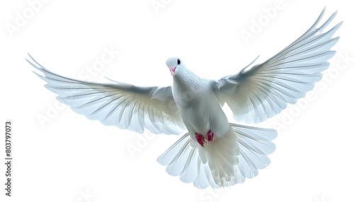 white dove isolated on white © Jame